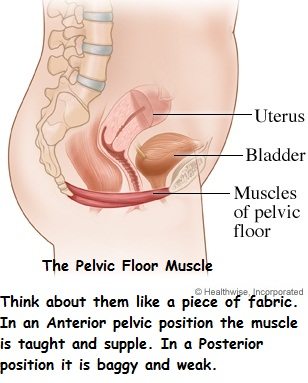 No More Pelvic Floor Muscle Exercise Aka Kegels During Pregnancy